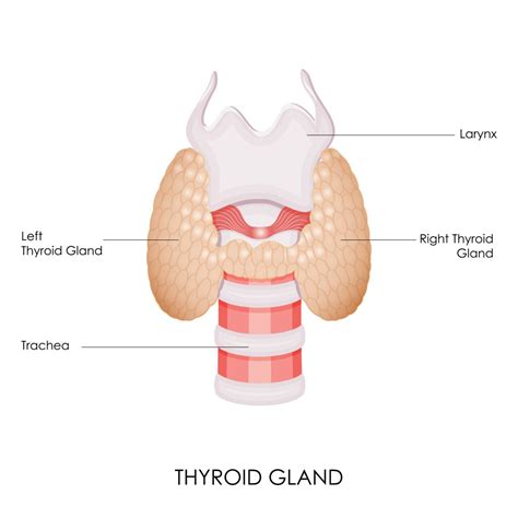 Thyroid And Endocrine Surgery In Cleveland Tn