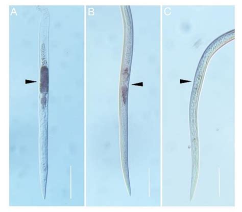 Animals Free Full Text Characterization And Functional Importance