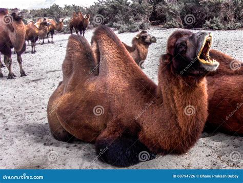 A Double Humped Camel Or Bactrian Latin Camelus Bactrianus Taking
