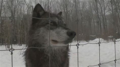 Wolves In Wisconsin