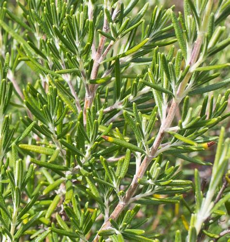 How To Grow Rosemary From Seeds