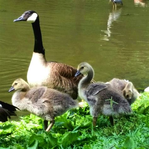 1,884 likes · 686 talking about this. Red Bank Duck Pond | Duck pond, Red bank, Chattanooga tn