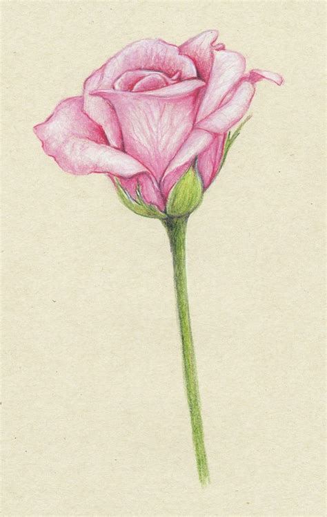 Hoontoidly Simple Pink Rose Drawing Images