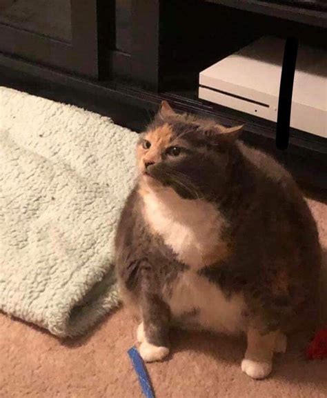 Meet Chonkers Round Fluffy Felines 30 Fat Cute Cats Cute Fat Cats