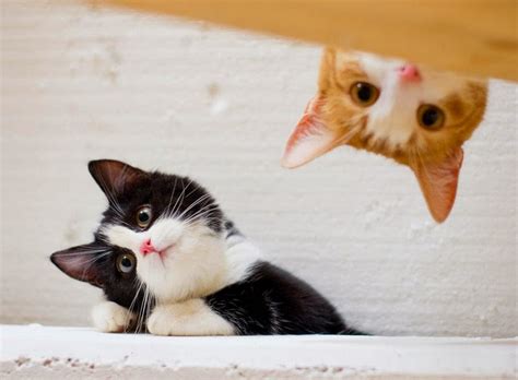 Gambar Gambar Kucing Persia Lucu Imut Wallpapersforfree Digaleri Di