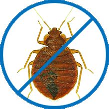 Welcome to the costa mesa home depot. Home | Coasterra Pest Control | Orange County, Ca | 714 ...