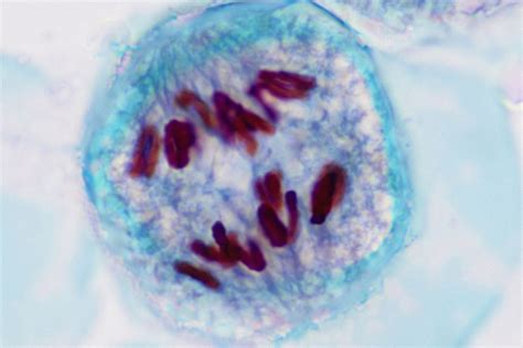 Fajarv Prophase 2 Meiosis Microscope