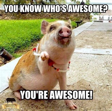 20 Cute Pig Memes That Will Surely Steal Your Heart