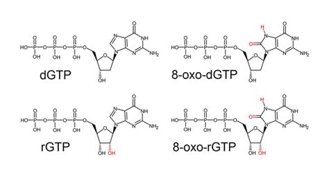 The Chemical Structure Of Various Guanine Nucleotides Deviations From Download Scientific