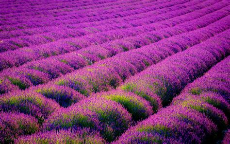 Purple Field Of Flowers Wallpapers Wallpaper Cave