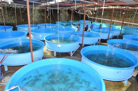 Pond Fish Farming System And Guide