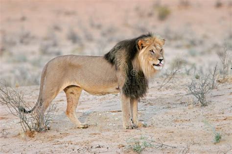 Black Maned Lion Stock Image Image Of South Desert Eyes 6009853