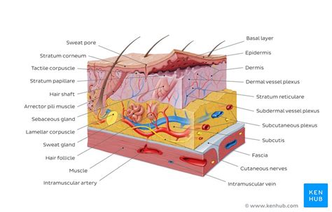 Integumentary System Parts Quizzes And Diagrams Kenhub