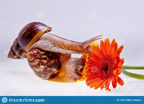 Giant Achatina Snail Flower And Ampules On White Background Medicine