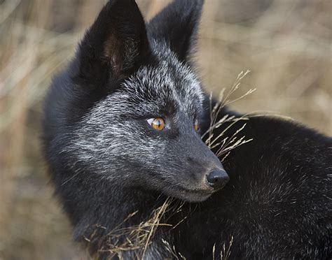 Llbwwb Black Fox 15 By Dan Newcomb Photography