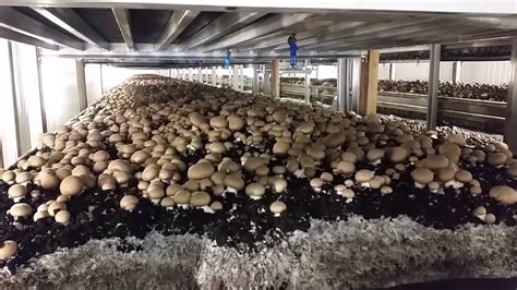 How Mushrooms Are Grown Youtube