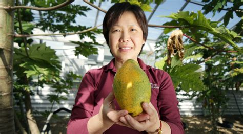 Sex Determining Gene In Papayas Could Lead To Improved Production Researchtexas Aandm Inform