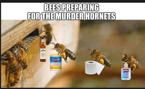 Pin By Kathy On L A U G H In 2020 Bee Memes Just For Laughs