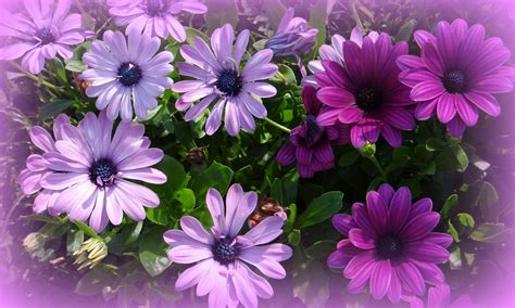 24 Beautiful Purple Daisy Flowers