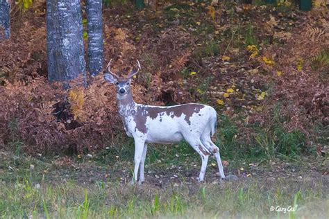 Piebald Whitetail Buck In Northern Michigan At Cherry Creek Farms