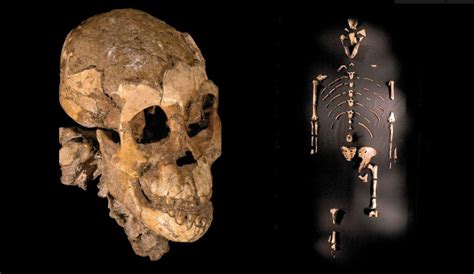 Qanda Discoverer Of Lucy Skeleton Hopes To Find What Made Us Human Los