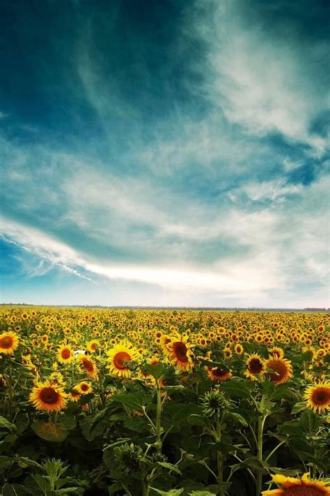 Sunflower Field Iphone Wallpapers 4k Hd Sunflower Field Iphone