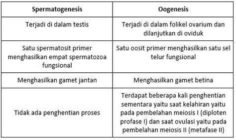 Tabel Perbedaan Spermatogenesis Dan Oogenesis Kabarmedia Github Io