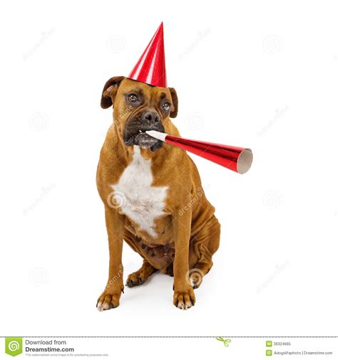 Customize and send this ecard. Boxer Dog Party Hat And Horn Stock Image - Image of guard ...