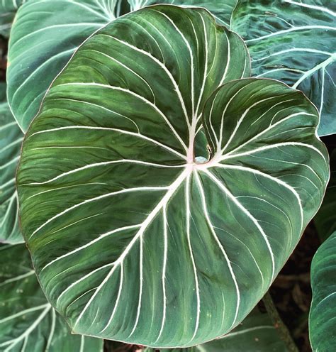 Philodendron Gloriosum Large Round Form 6 Tall Nse Tropicals