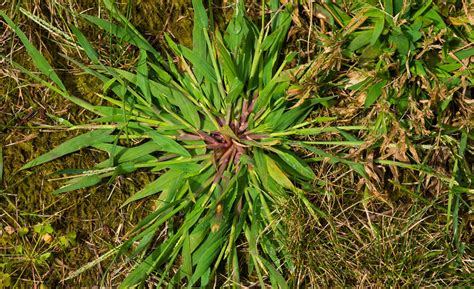 Spring Is The Time To Stop Summer Crabgrass The Lawn Techs Blog