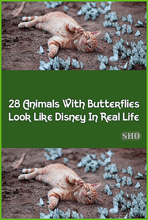 28 Animals With Butterflies Look Like Disney In Real Life Artofit
