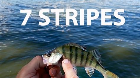 I Caught A Redfin Perch With 7 Stripes Insane Redfin Fishing One