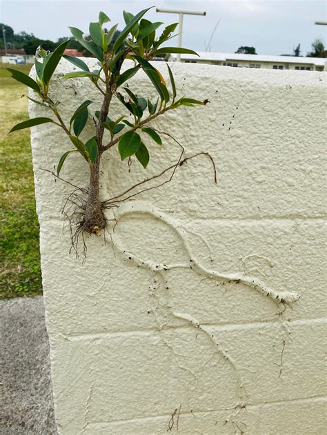 This plant growing in a wall in my neighborhood : PlantsInThings