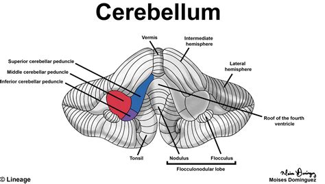 Cerebellum Anterior View