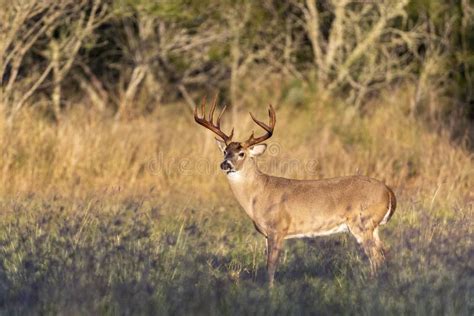 Whitetail Deer Buck In Texas Farmland Stock Image Image Of Farmland