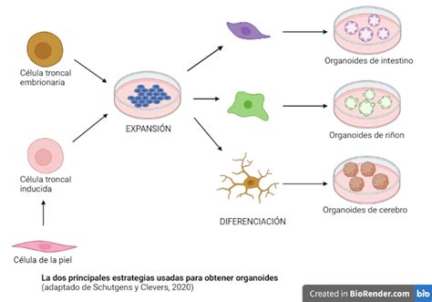 Los Organoides órganos Humanos En Miniatura Para Estudiar Enfermedades