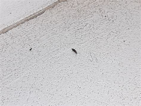 What Are These Tiny Black Bugs On My Windowsill 599007 Ask Extension