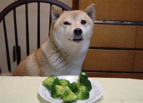 Can Dogs Eat Yucca Cooked - Yucca For Dogs Side Effects