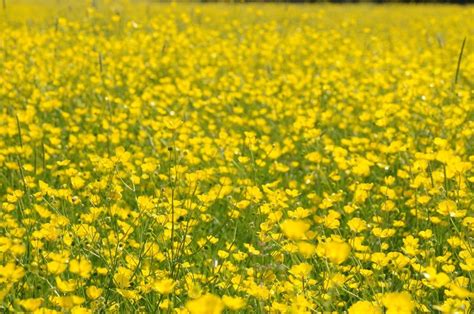 Buttercups In Flower In A Field Near © Philip Halling Cc By Sa20