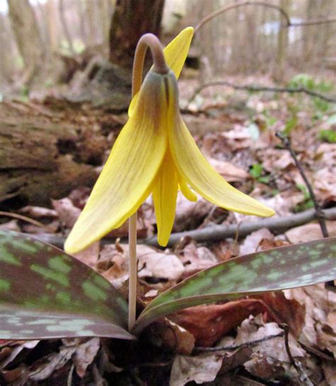 Tightly clustered white or red flowers; Wildflowers of Western Pennsylvania | Wild flowers, Trout ...
