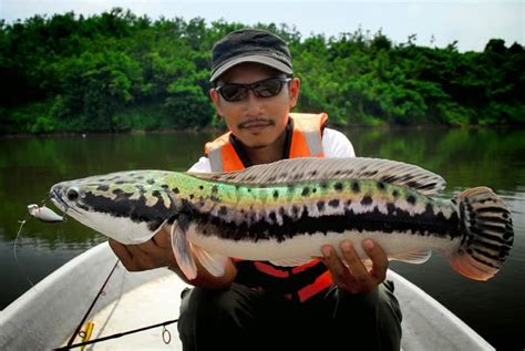 Maybe you would like to learn more about one of these? umpan mancing ikan gabus