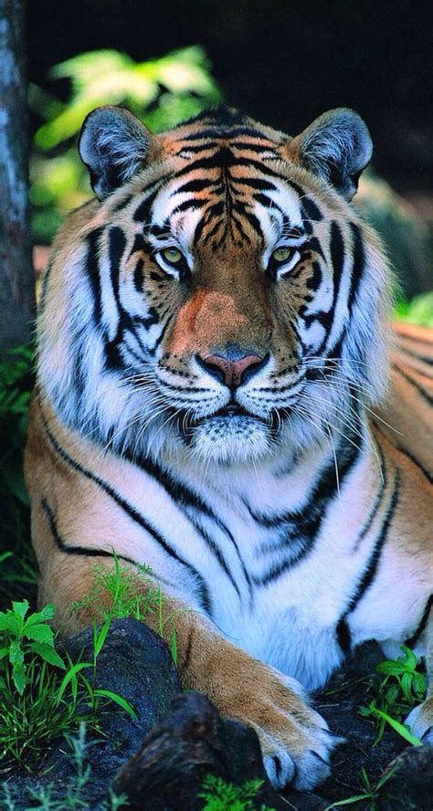 Fearless Large Cats Big Cats Cats And Kittens Tiger Pictures