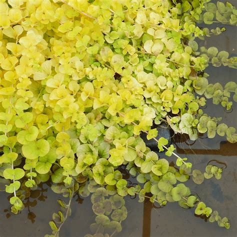 We did not find results for: Golden Creeping Jenny. Lysimachia nummularia 'aurea ...