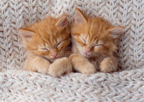 Two Small Striped Ginger Domestic Kittens Sleeping Hugging Each Other At Home Lying On Bed Grey