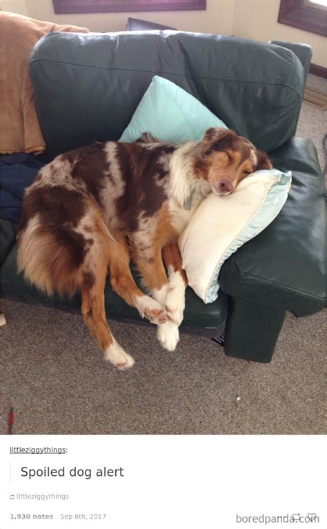 72 Spoiled Dogs That Live Better Than You Ever Will Bored Panda