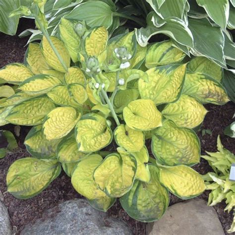 Walters Gardens Variety Hosta Rainforest Sunrise Hostas Shade