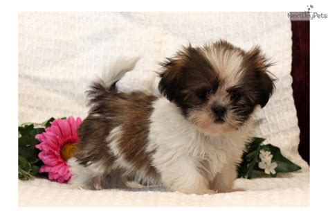 Princess Shih Tzu Puppy For Sale Near Lancaster Pennsylvania