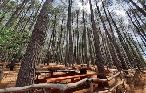 7 Wisata Alam Yogyakarta Mulai Dari Hutan Pinus Mangunan Sampai Blue