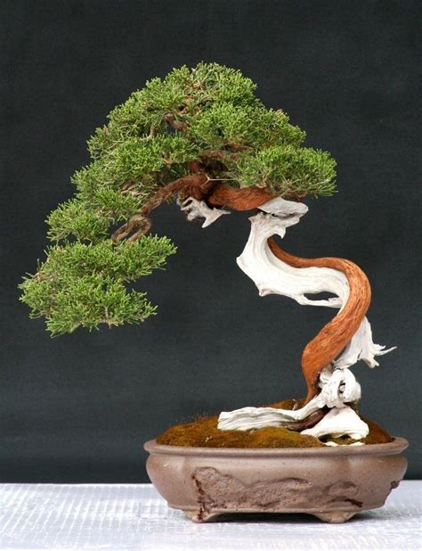 21 Best Beautiful Bonsai Trees Images On Pinterest Juniper Bonsai