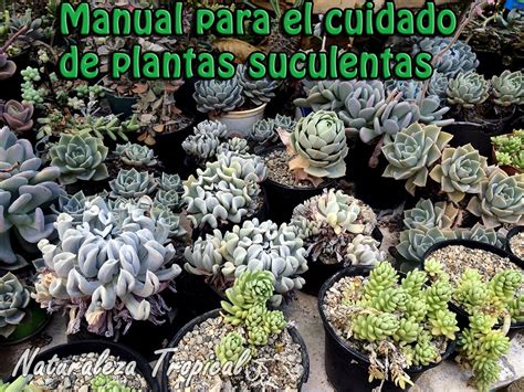 Naturaleza Tropical Manual Para Cultivar Plantas Suculentas En Casa